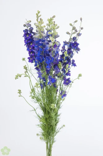 Zomerbloemen, voor extra bloemenplezier